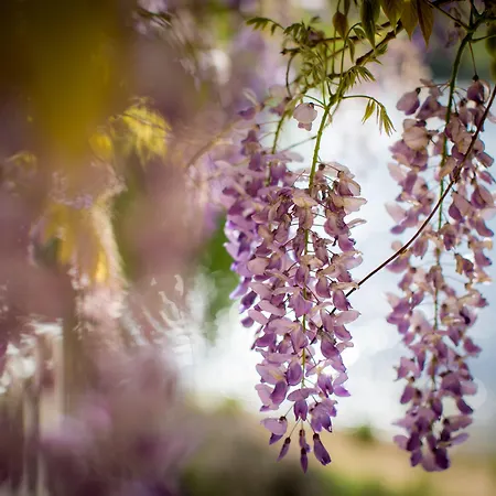 Nocleg ze śniadaniem Les Magnolias